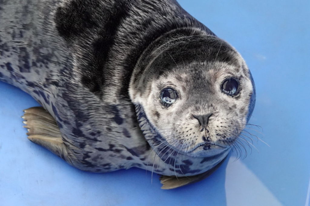 PV18130 Tin Roof Sundae Marine Mammal Rescue Centre