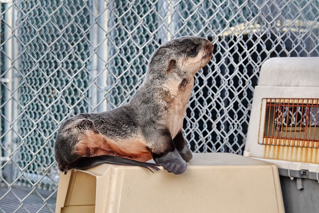 CU1901 Mo - Marine Mammal Rescue Centre