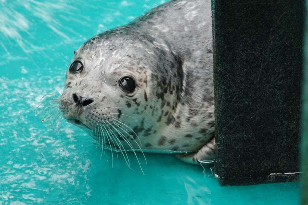 PV1956 Polar Bear Marine Mammal Rescue Centre