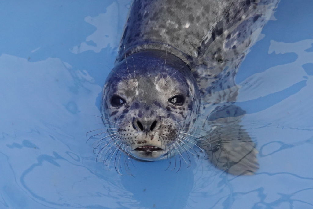 PV1966 Koala – Marine Mammal Rescue Centre