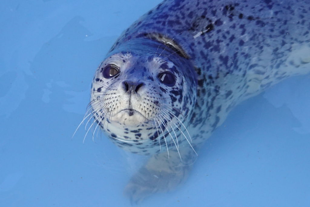 PV1936 Tina Turtle – Marine Mammal Rescue Centre