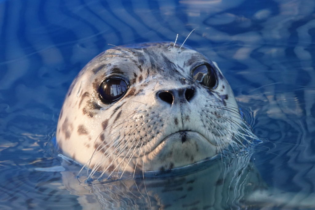 PV1955 Buffalo – Marine Mammal Rescue Centre