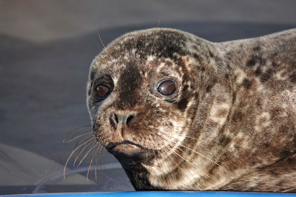 PV1999 Eminemone – Marine Mammal Rescue Centre