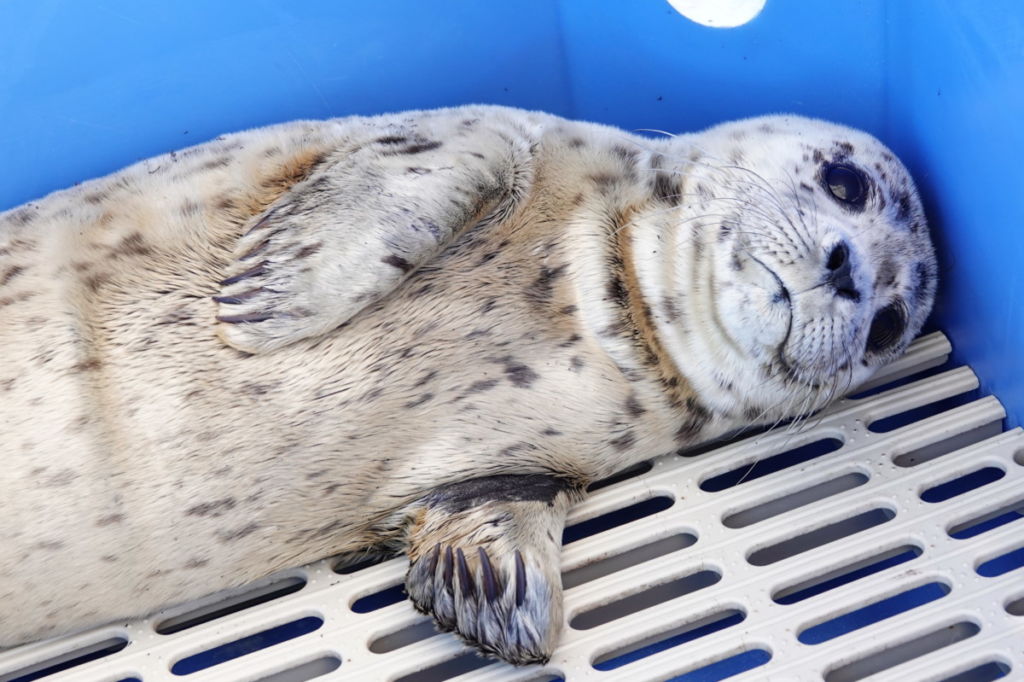 PV1981 Viola DaFish – Marine Mammal Rescue Centre