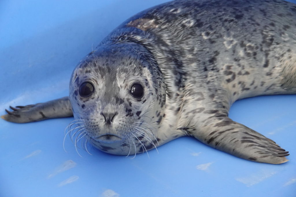 PV1981 Viola DaFish – Marine Mammal Rescue Centre