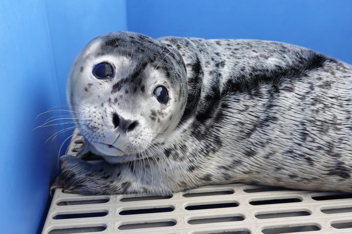 Pv1986 Groundhog – Marine Mammal Rescue Centre