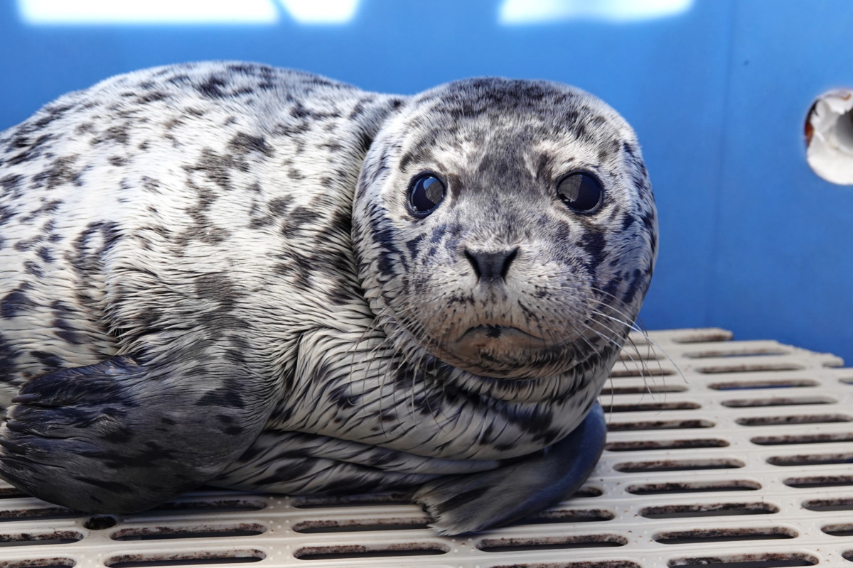 PV1995 Porpoise – Marine Mammal Rescue Centre