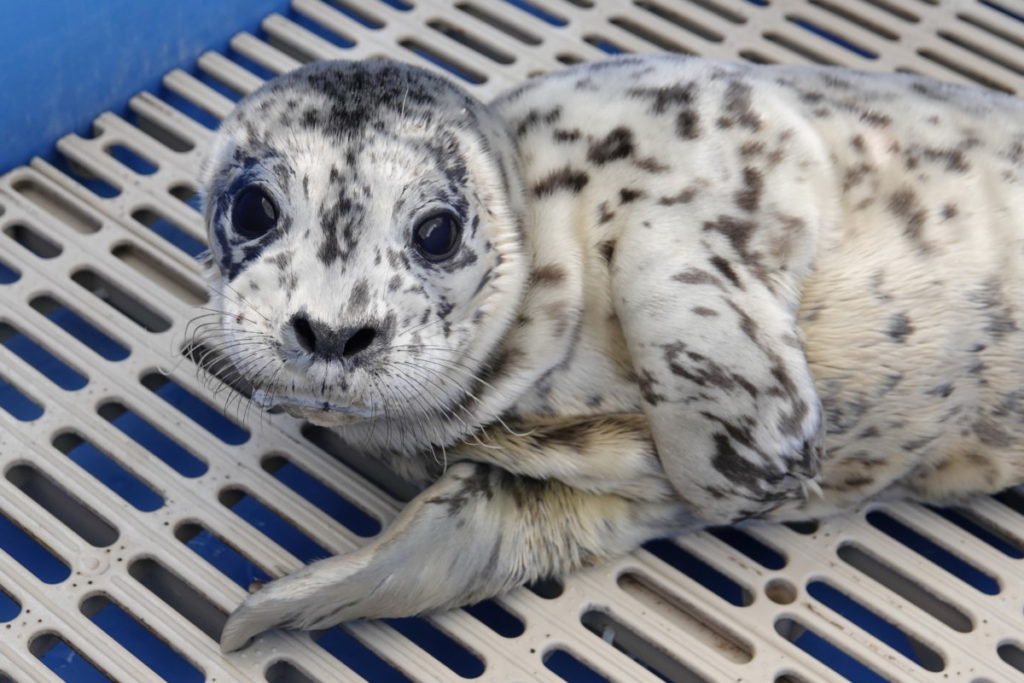 PV2011 Loomster – Marine Mammal Rescue Centre