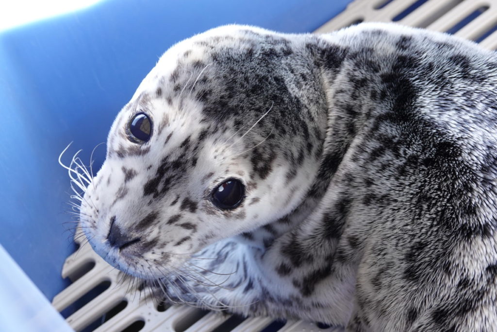 PV2011 Loomster – Marine Mammal Rescue Centre