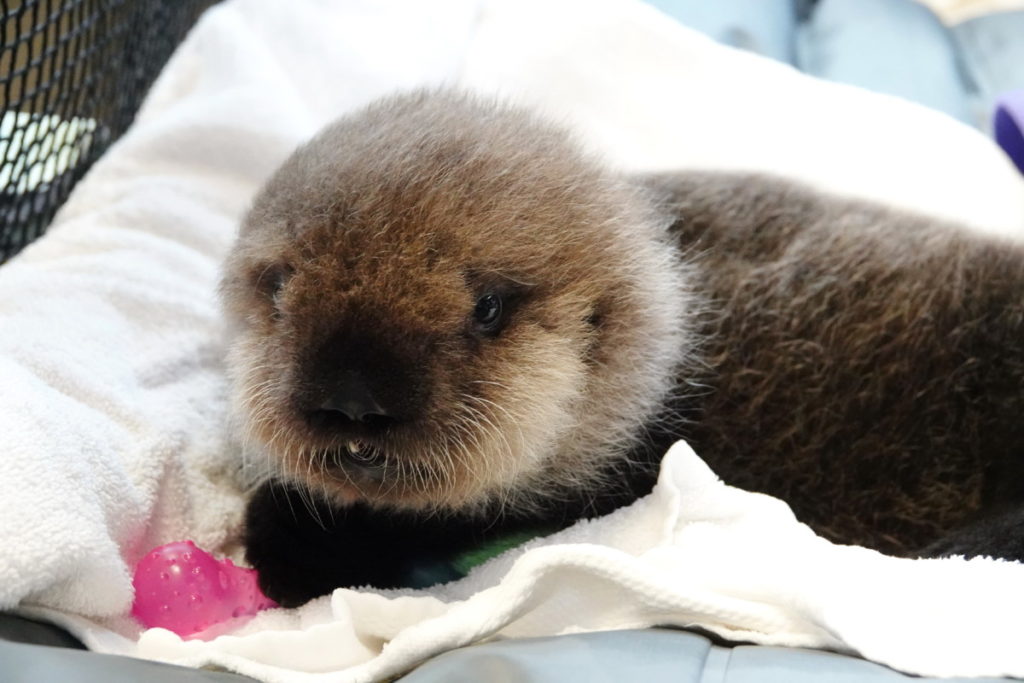 EL2001 Joey – Marine Mammal Rescue Centre