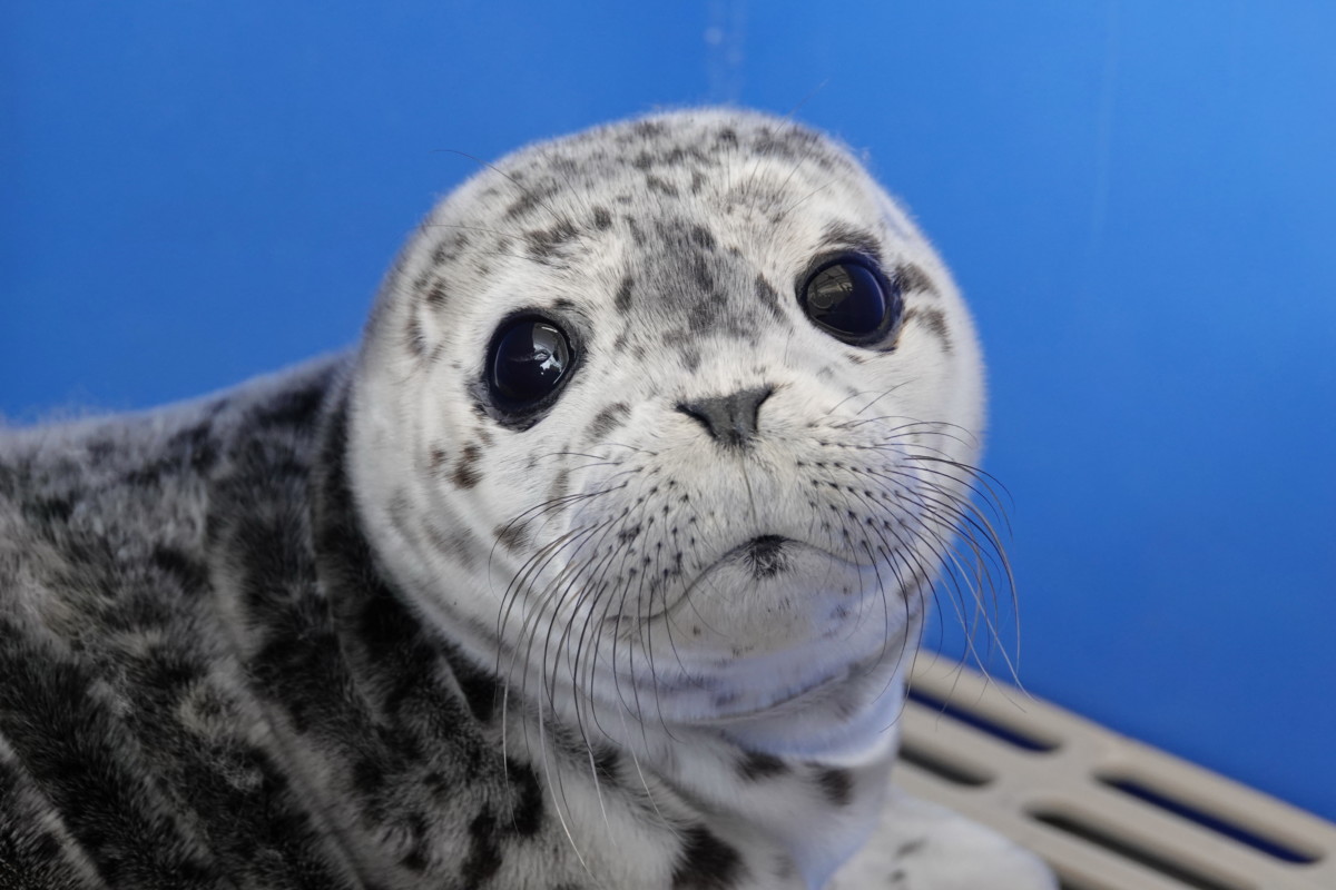 Adopt Blue