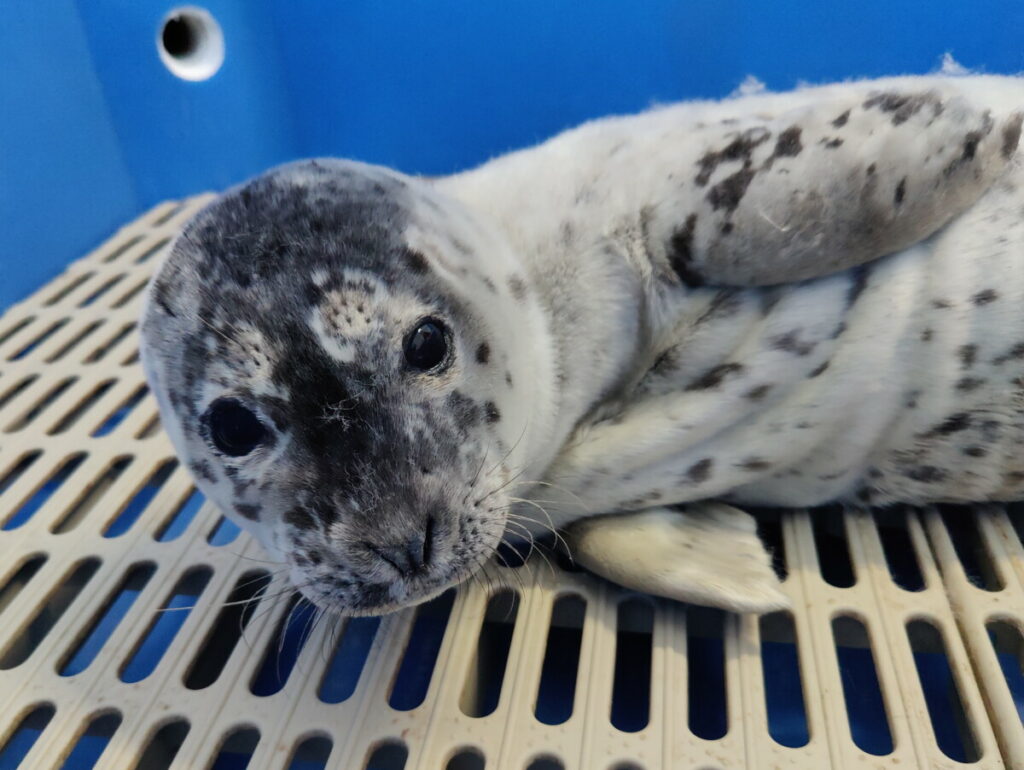 PV2107 Scrambled Egg – Marine Mammal Rescue Centre