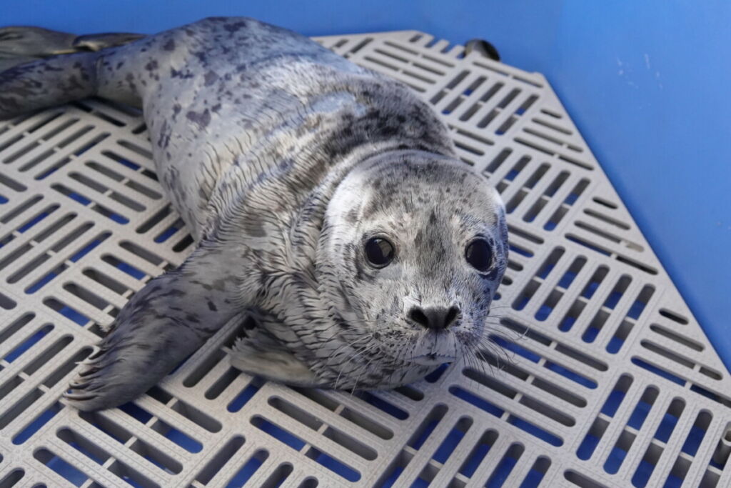 PV2260 Malteaser – Marine Mammal Rescue Centre