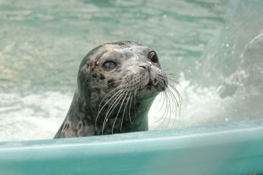 PV2207 Cream Puff – Marine Mammal Rescue Centre